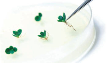 BioCoder image plants in dish with tweezers